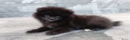 Pomerania perros en venta: Pomerania  - Anuncio 4