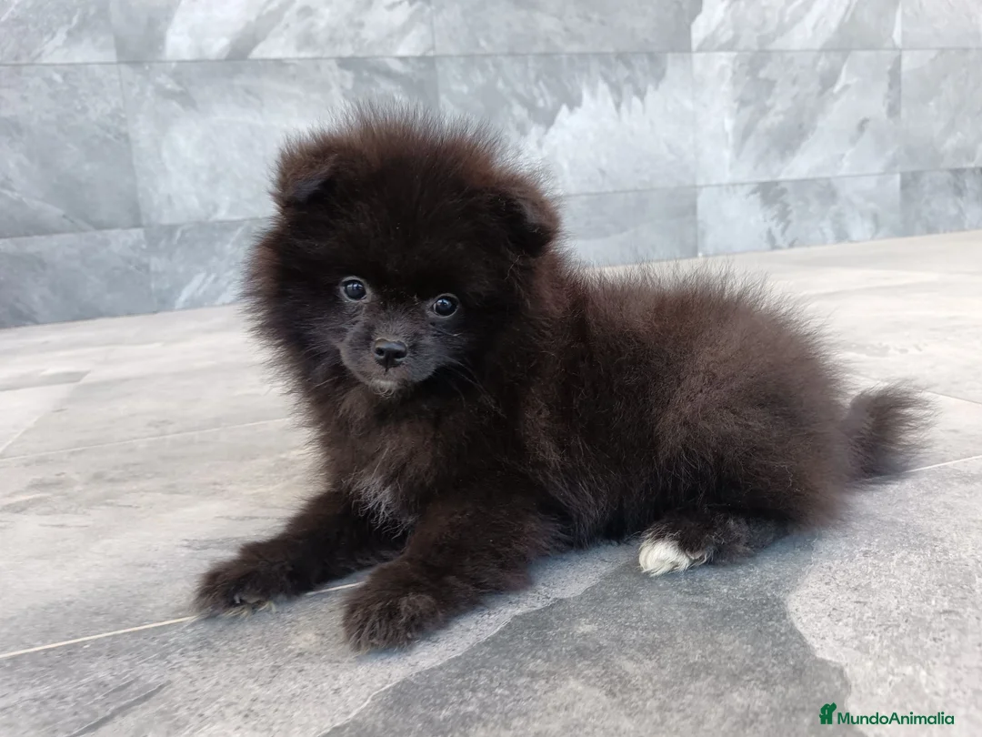 Pomerania perros en venta: Pomerania  - Anuncio 4