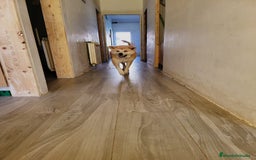 Shiba Inu perros en venta: Preciosa camada de Shiba Inu - Imagen 3