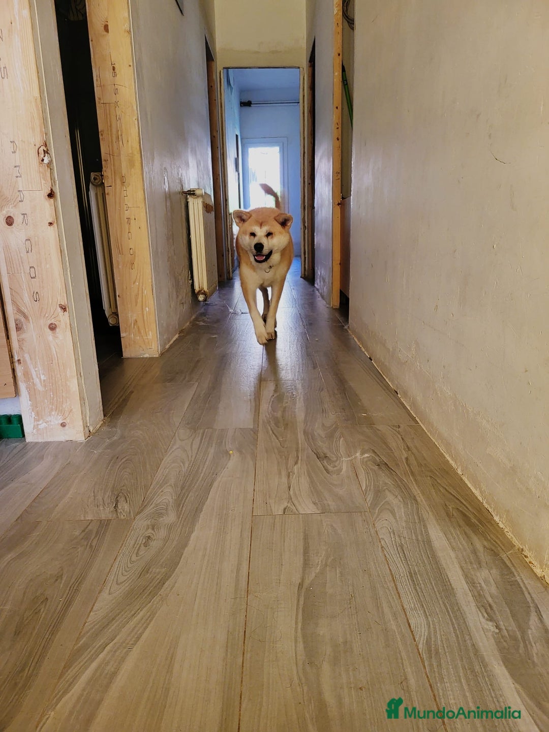 Shiba Inu perros en venta: Preciosa camada de Shiba Inu - Imagen 3