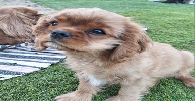 Cavalier King Charles Spaniel perros - Anuncio 7