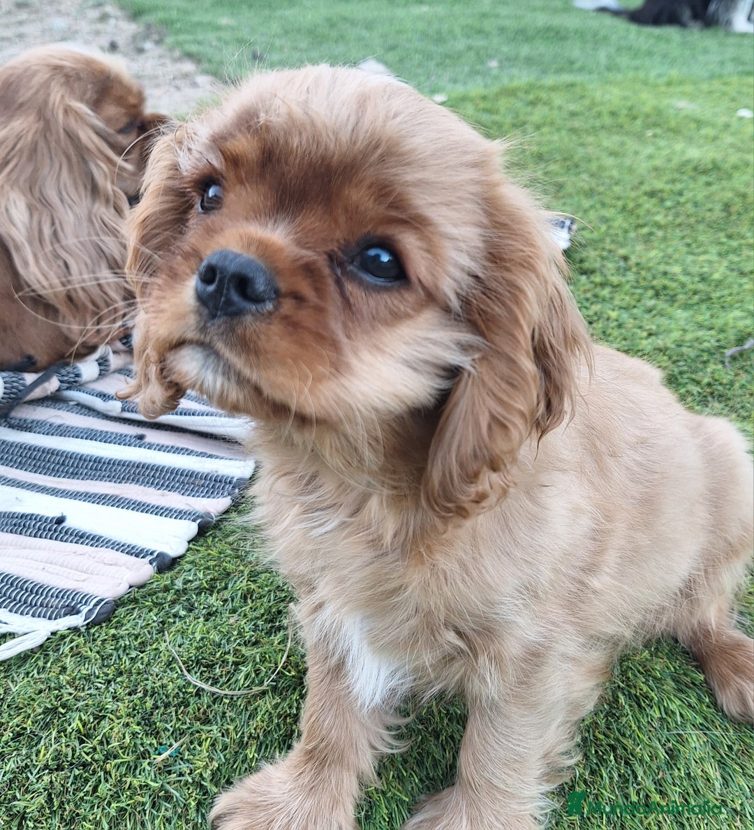 Cavalier King Charles Spaniel perros en venta: Hembra calidad compañia - Imagen 2