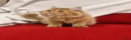 Británico de Pelo Largo gatos en venta: Hembra British Longhair  - Anuncio 1