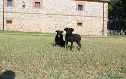Cane Corso perros en venta: Cachorros Cane Corso disponibles en Segovia  - Imagen 16