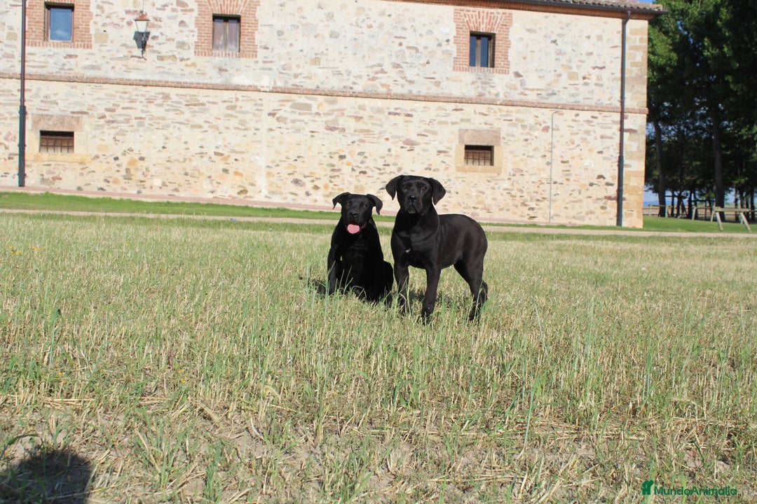 Cane Corso perros en venta: Cachorros Cane Corso disponibles en Segovia  - Imagen 16