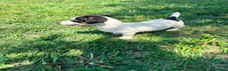 Jack Russell Terrier perros en venta: Jack Russell Terrier  - Anuncio 11
