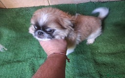 Pekinés perros en venta: Pequines  - Anuncio 6