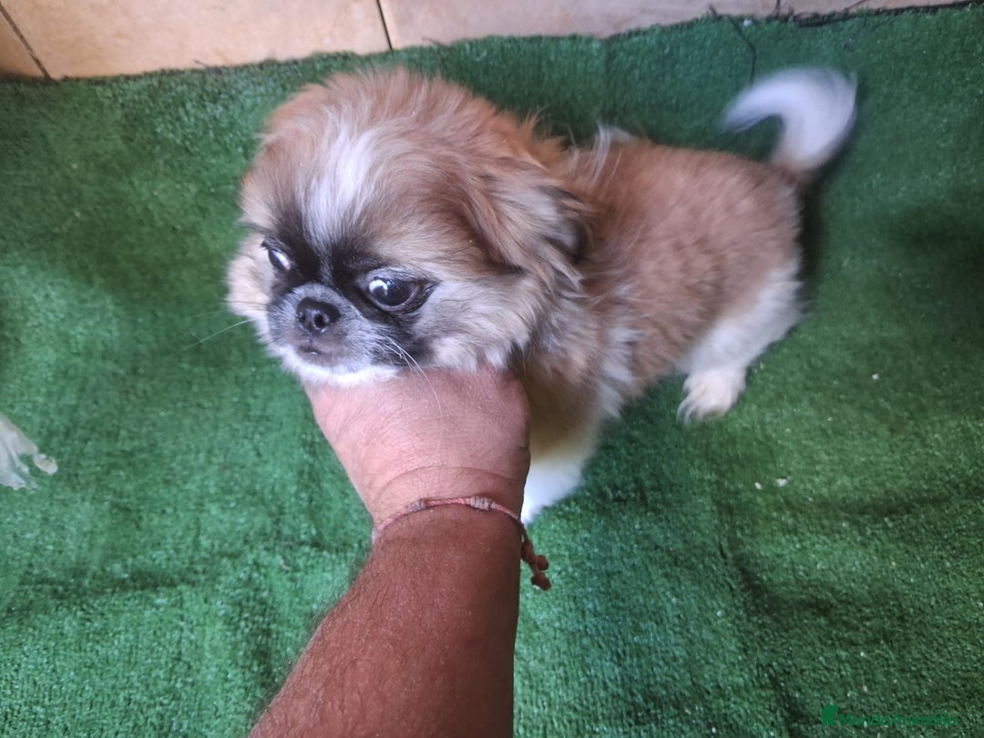 Pekinés perros en venta: Pequines  - Anuncio 6
