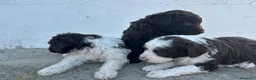 Perro de Agua Español perros en venta: Perros de agua Máxima calidad Espectaculares - Anuncio 8