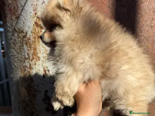 Pomerania perros Pomerania toy - Anuncio 1