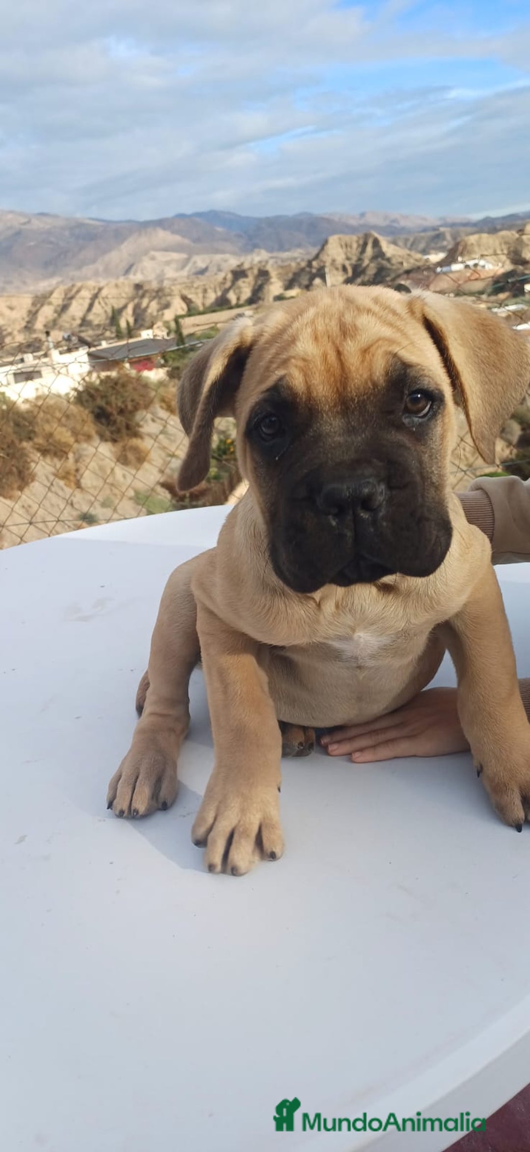 Cane Corso perros en venta: Cane Corso  - Anuncio 7