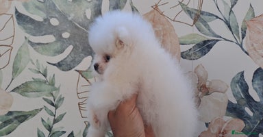 Pomerania perros - Propaganda 2