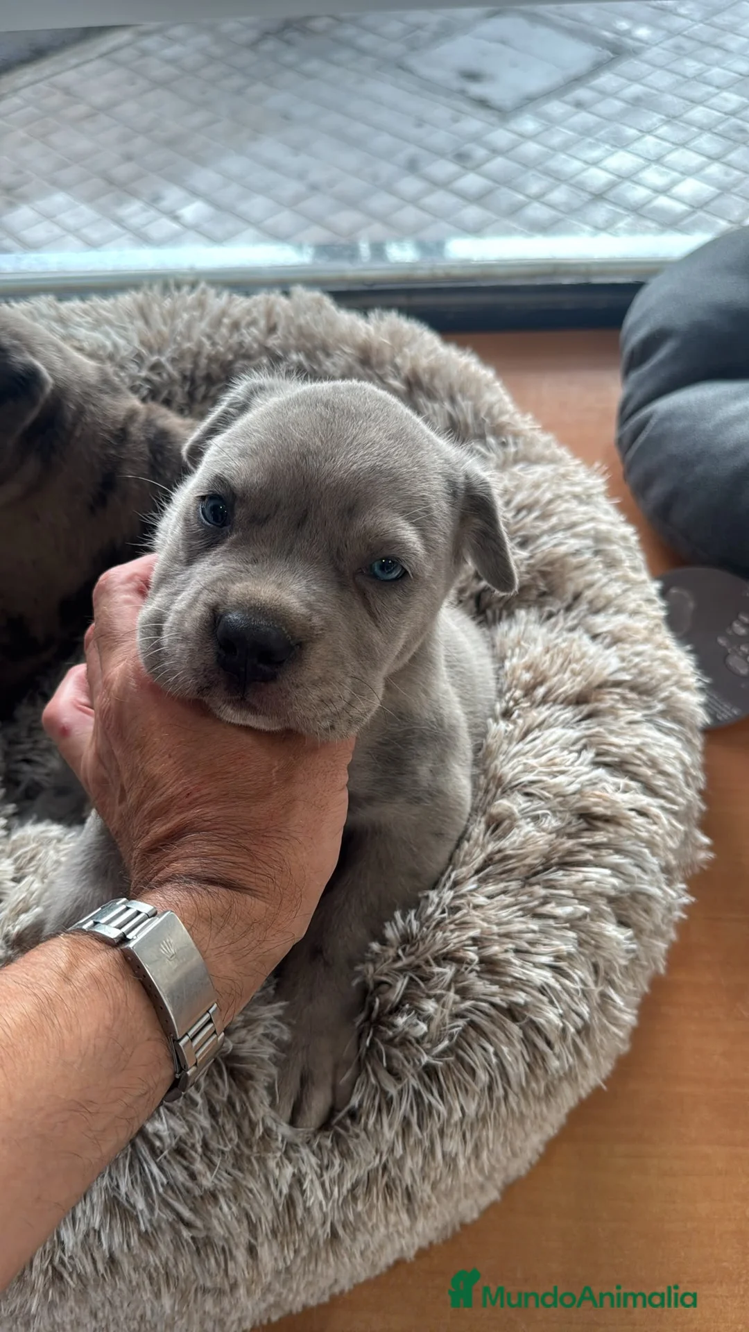 Cane Corso perros en venta: Camada Cane Corso - Anuncio 2