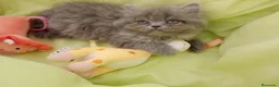 Persa gatos en venta: Disponible gatitos persa himalayo  - Anuncio 6
