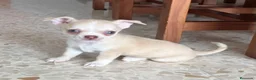 Chihuahua perros en venta: Chihuahua toy  - Anuncio 3