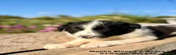 Border Collie perros en venta: Border Collie De Villa Biznaga - Anuncio 11