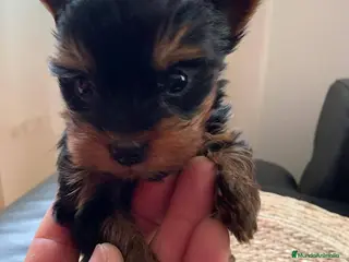 Yorkshire Terrier perros en venta: Nueva camada yorkshire toy - Anuncio 1