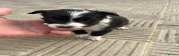 Border Collie perros en venta: Bordell collin Espectaculares Cálidad Maxima - Anuncio 3