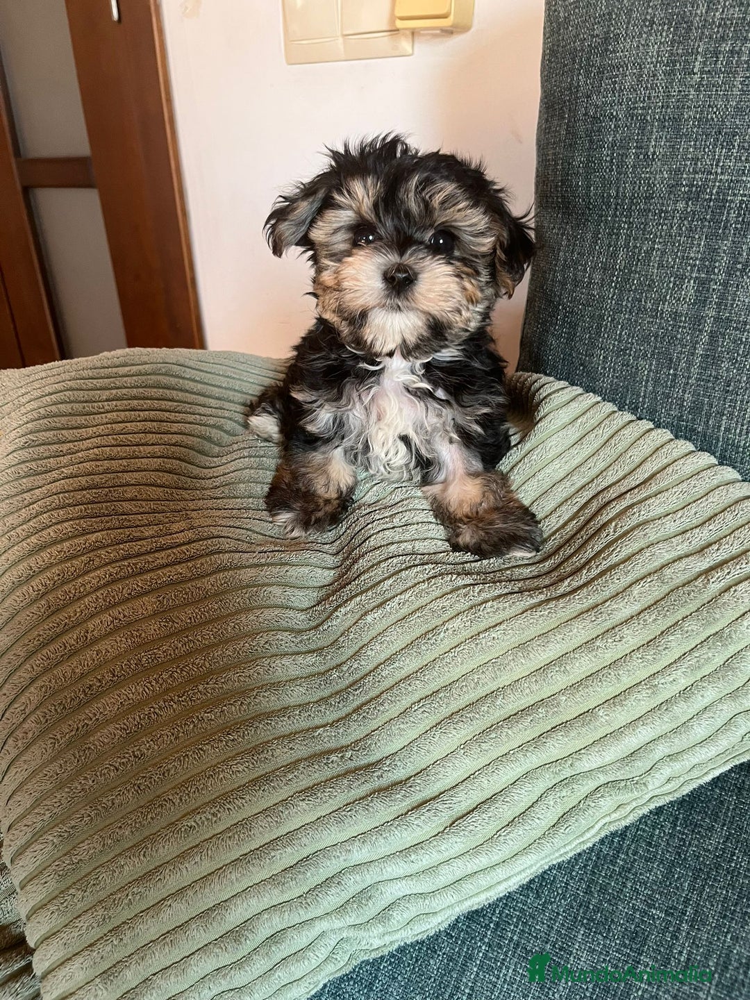 Raza Mixta perros en venta: CACHORROS DE YORKIE POO - Imagen 3