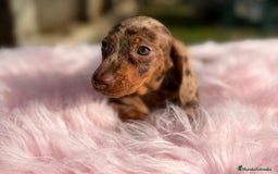 Teckel Miniatura perros en venta: Teckel arlequin chocolate hembra - Anuncio 3