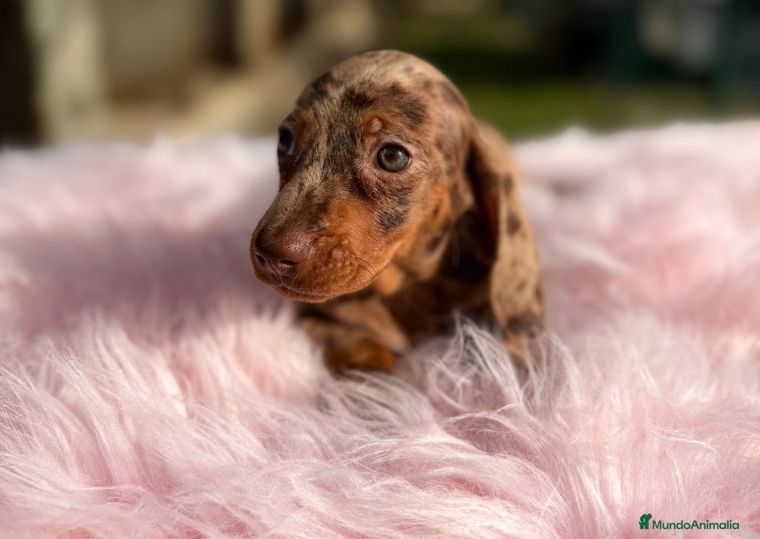 Teckel Miniatura perros en venta: Teckel arlequin chocolate hembra - Anuncio 3