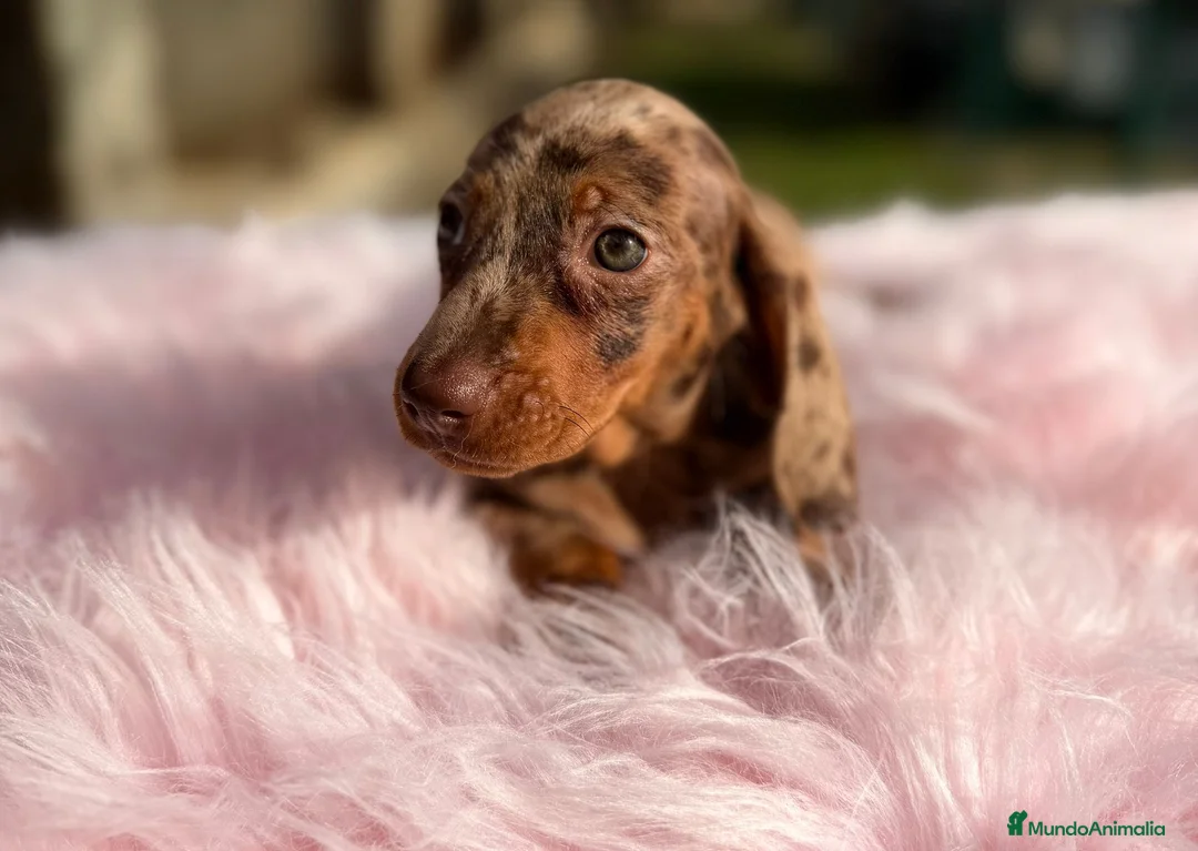 Teckel Miniatura perros en venta: Teckel arlequin chocolate hembra - Anuncio 3