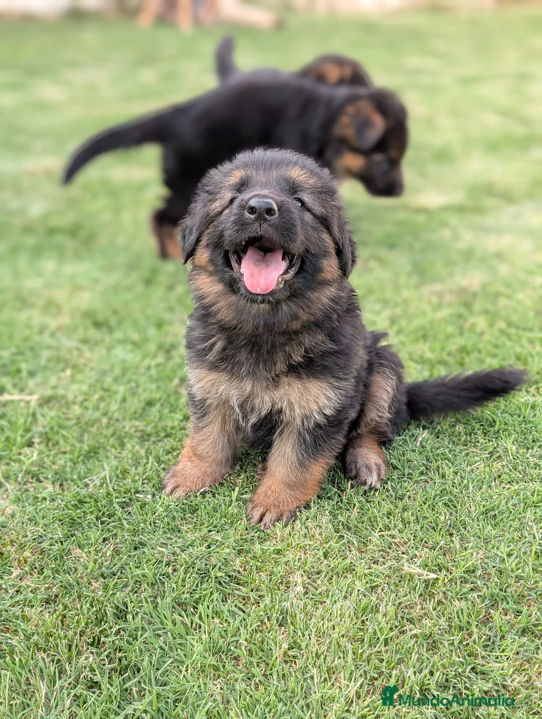 Pastor Alemán perros en venta: CAMADA DE PASTOR ALEMÁN  - Anuncio 3