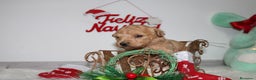 Caniche Toy perros en venta: Caniche toy - Anuncio 1