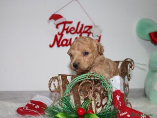 Caniche Toy perros Caniche toy - Anuncio 5