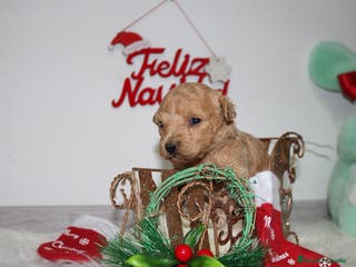 Caniche Toy perros Caniche toy - Anuncio 3