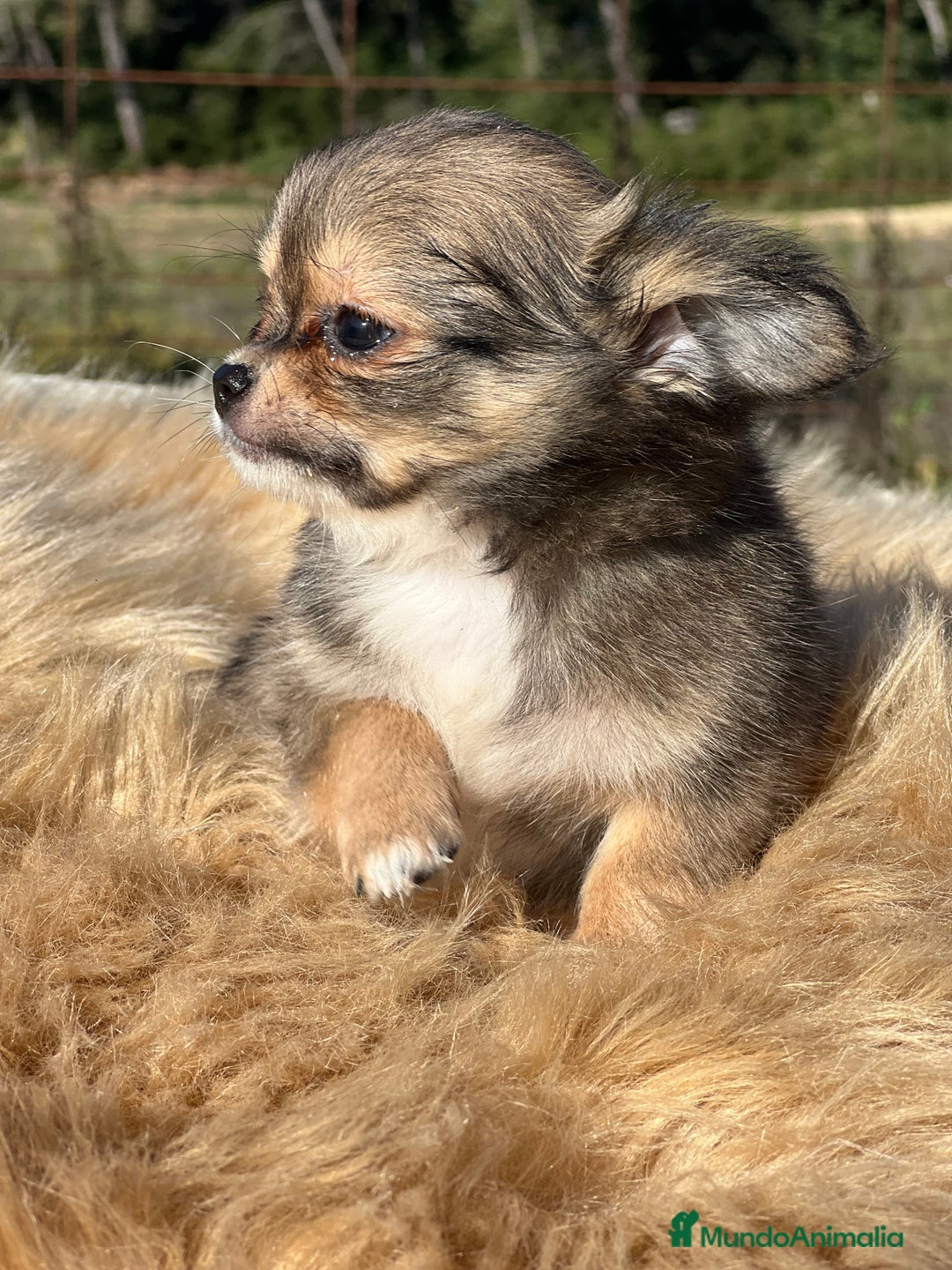 Chihuahua perros en venta: Chihuahua leonado toy  - Imagen 7