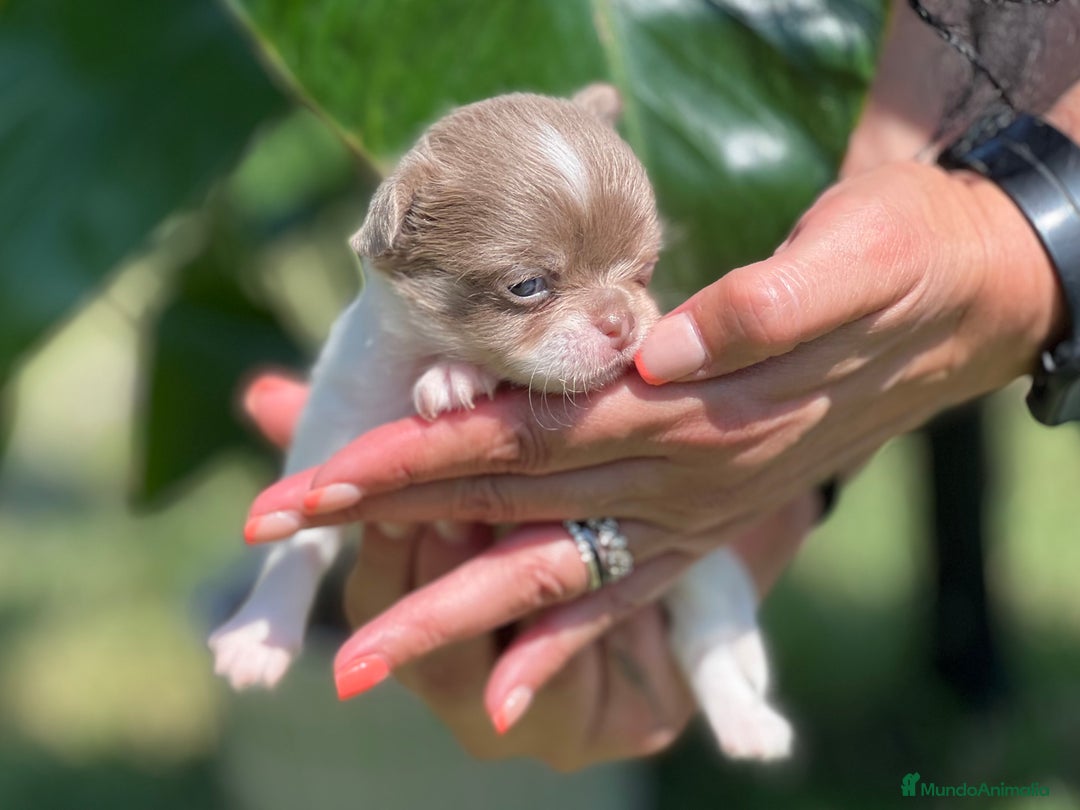Chihuahua perros en venta: CHIHUAHUA LÍNEA RUSA CABEZA DE MANZANA  - Imagen 2