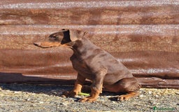Dobermann perros en venta: Macho doberman chocolate  - Imagen 1