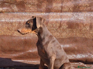 Dobermann perros - Anuncio 3