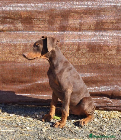 Dobermann perros - Anuncio 2