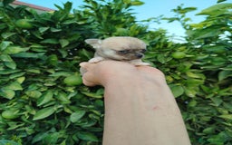 Chihuahua perros en venta: Chihuahua toy  - Imagen 4