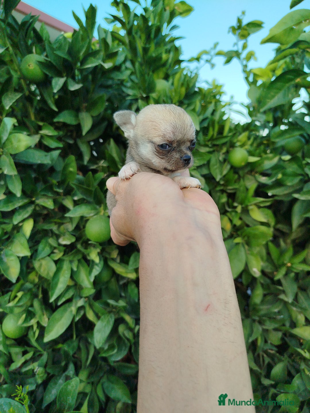 Chihuahua perros en venta: Chihuahua toy  - Imagen 4