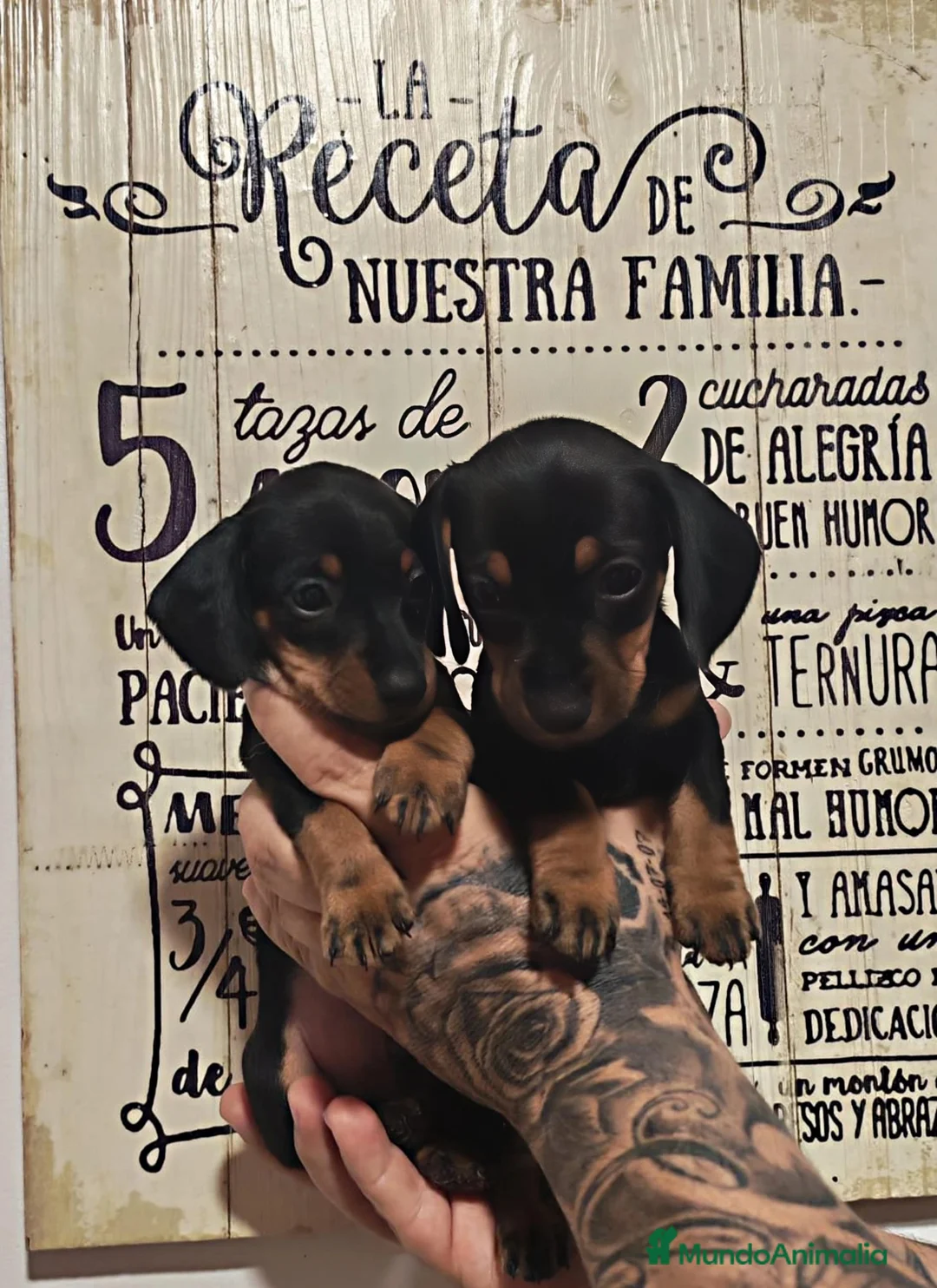 Teckel perros en venta: 🌟ÚLTIMA PAREJA DE TEKEL y Negros fuego🌟 - Anuncio 2