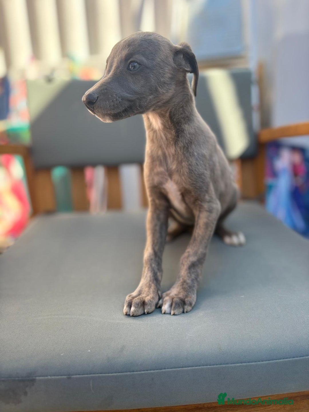 Whippet perros en venta: Whippet VERDINO  - Imagen 10