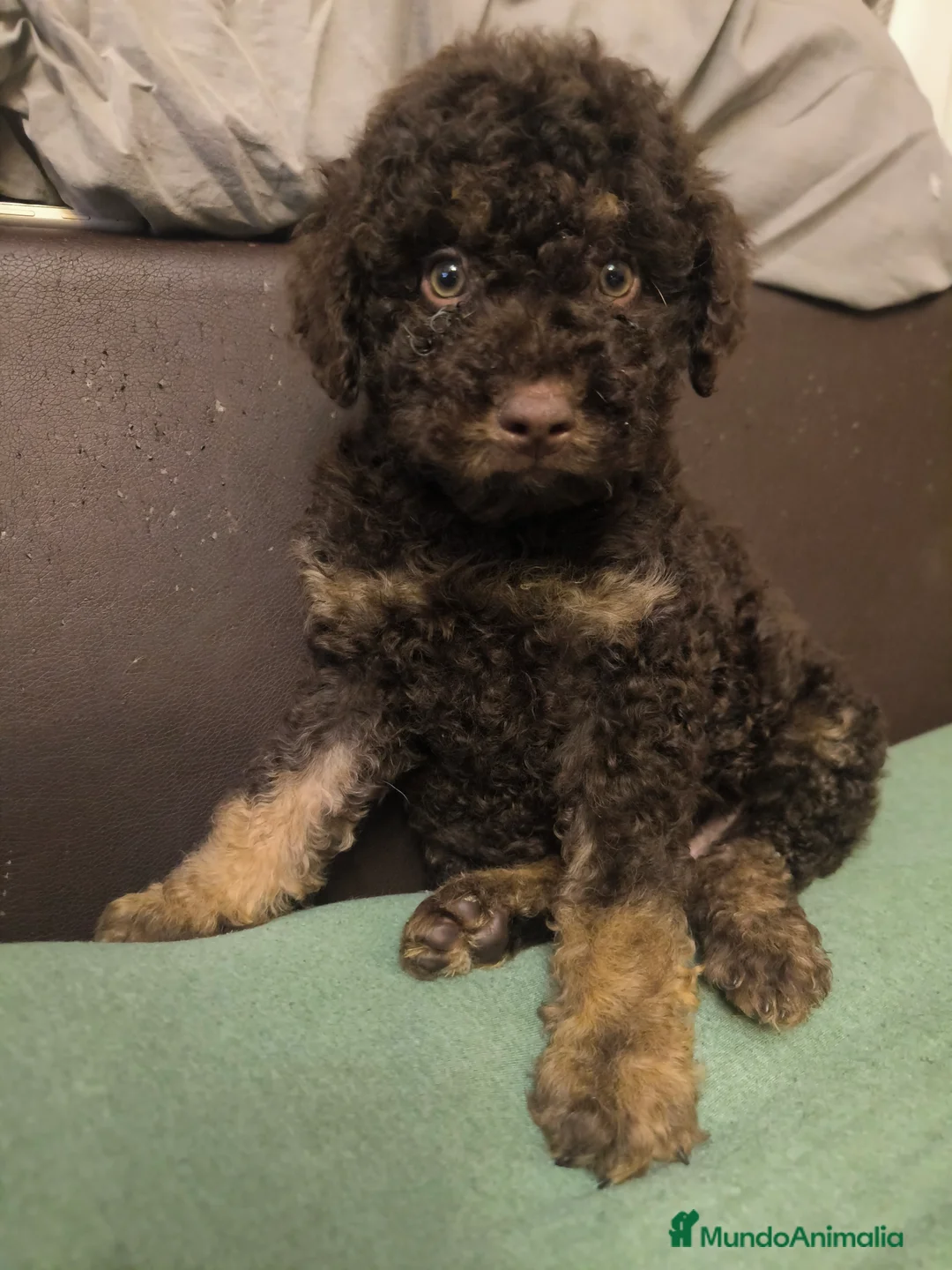 Perro de Agua Español perros en venta: Último cachorro PDA phanton chocolate  - Anuncio 3