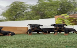 Pinscher Miniatura perros en venta: Pinscher - Imagen 33