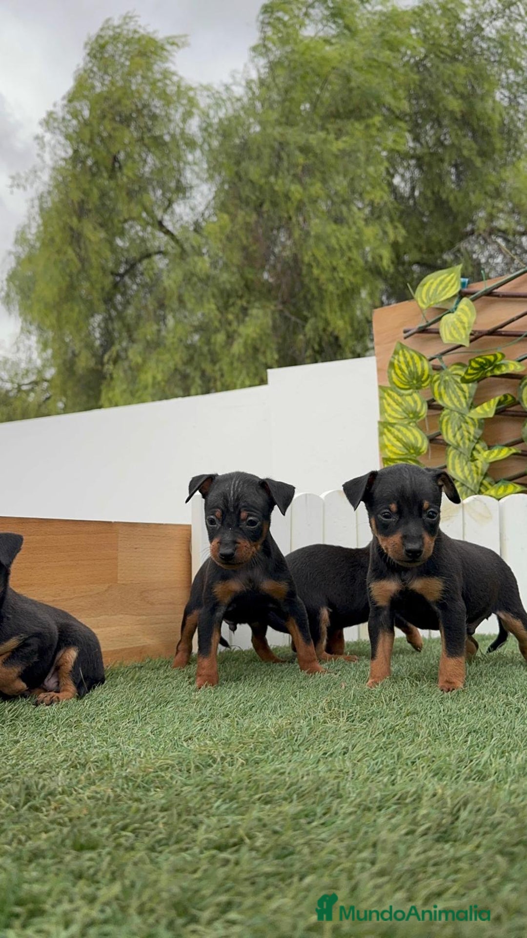 Pinscher Miniatura perros en venta: Pinscher - Imagen 33