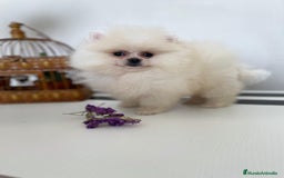 Pomerania perros en venta: Pomeranias muy bonitos !!! - Imagen 2
