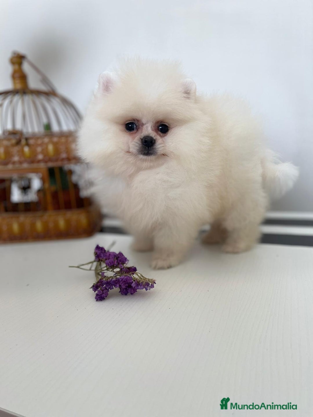 Pomerania perros en venta: Pomeranias muy bonitos !!! - Imagen 2