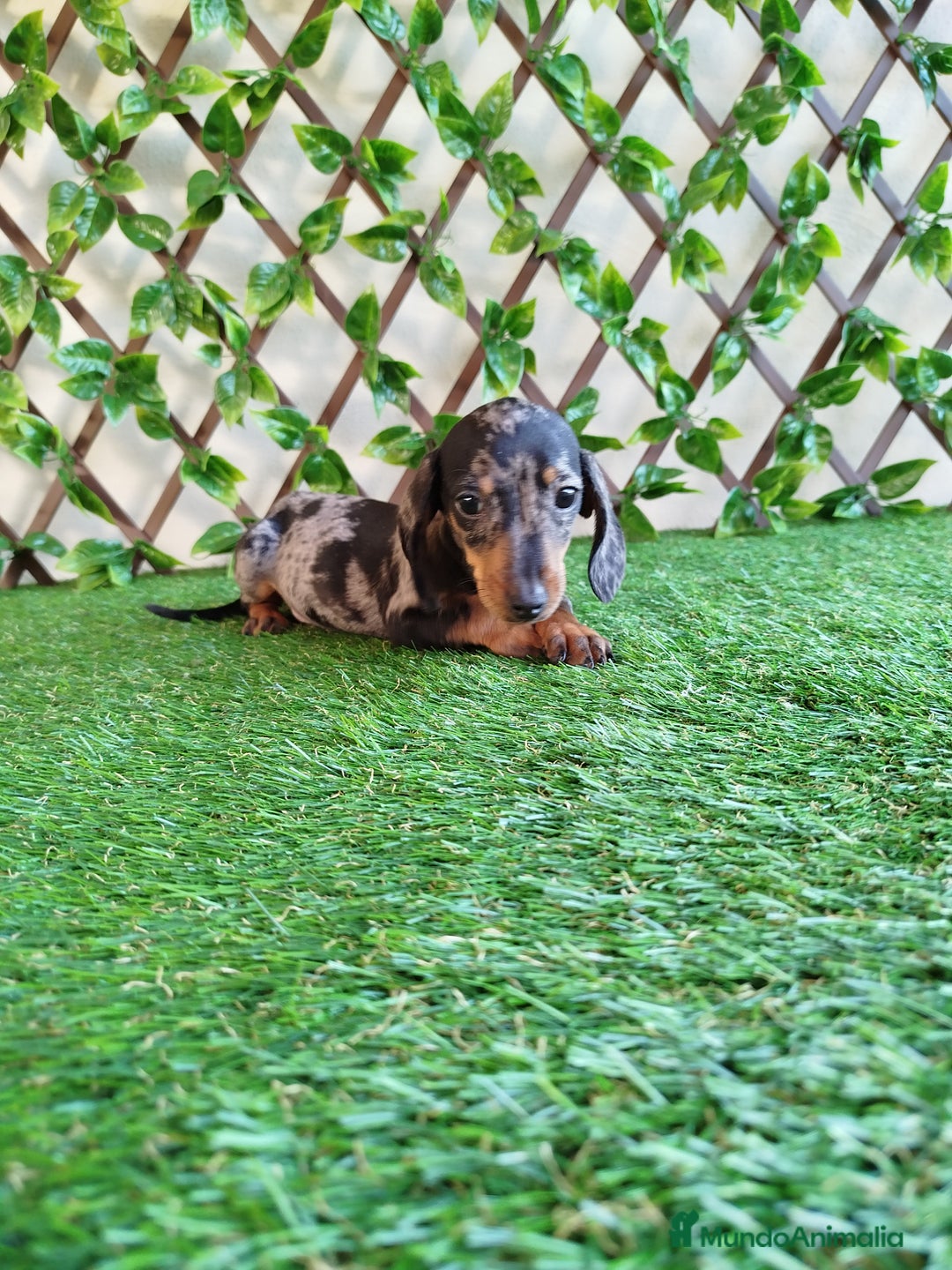 Teckel Miniatura perros en venta: Teckels kanichen merlés  - Anuncio 2