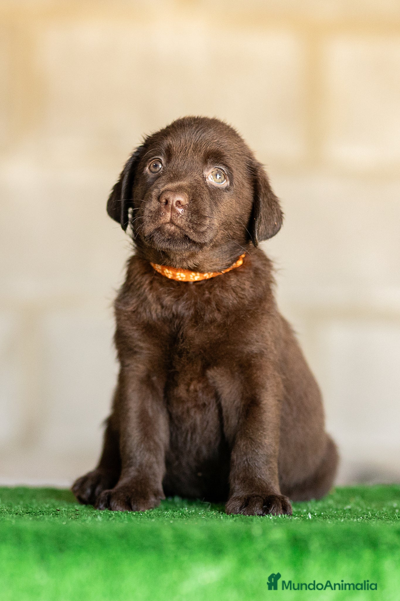 Labrador Retriever perros en venta: LABRADOR CHOCOLATE DISPONIBLE - Anuncio 14