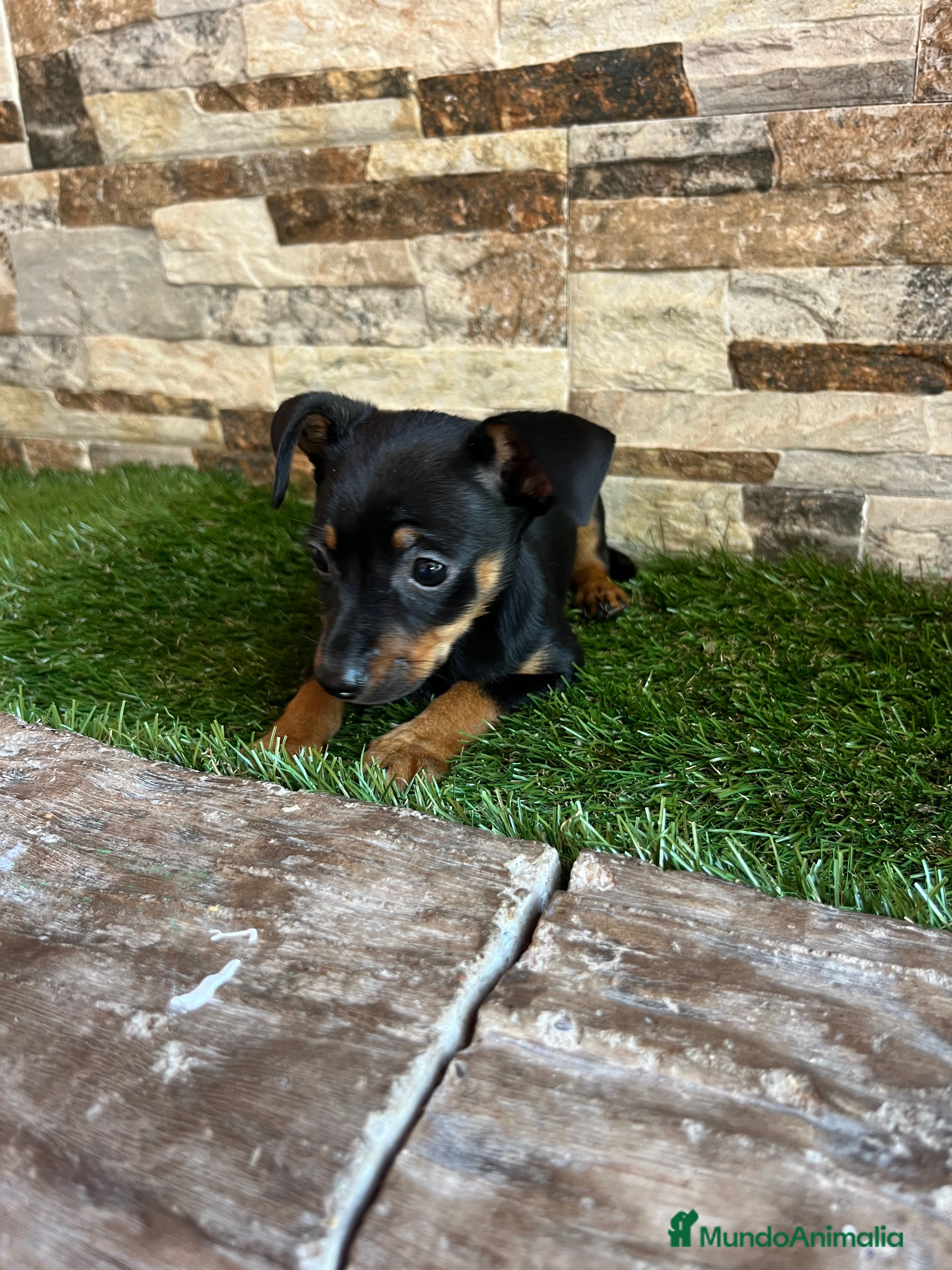 Ratón de Praga perros Ratón de praga - Anuncio 1