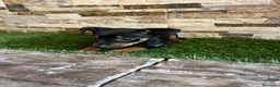 Ratón de Praga perros en venta: Ratón de praga - Anuncio 1