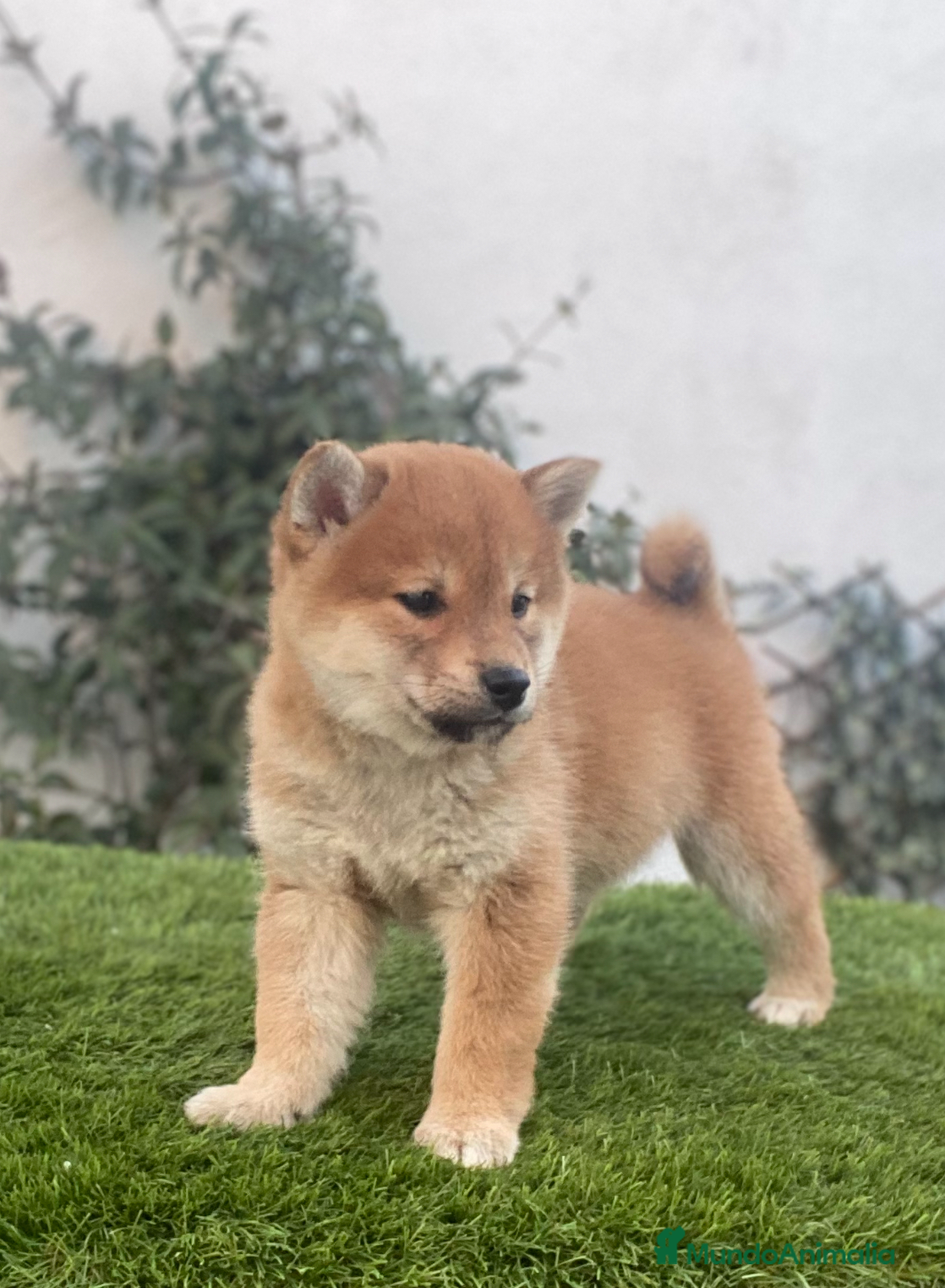 Shiba Inu perros SELECCION Y CRIA DE SHIBA INU, CACHORROS - Anuncio 2