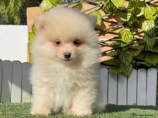 Pomerania perros - Anuncio 2